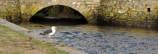 Des oiseaux au bord de la mer