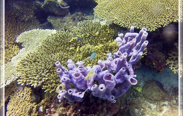 Éponge tubulaire Haliclone pâle, Colonial tube-sponge (Siphonochalina siphonella) spécimen violet - Nosy Mitsio - Madagascar