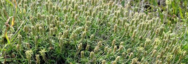 Plantago subulata  -  plantain à feuilles en alène