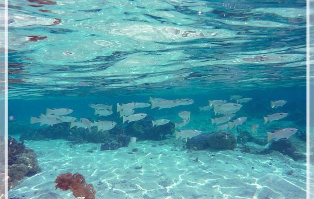 Mulet à queue carrée, Squaretail mullet (Ellochelon vaigiensis) - Jardin de Corail - Motu Tautau - Taha'a - Polynésie française