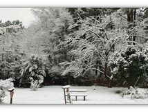 Quelques oiseaux du refuge un jour de neige...