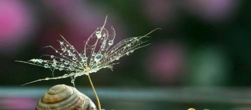 Les escargots en dictons français