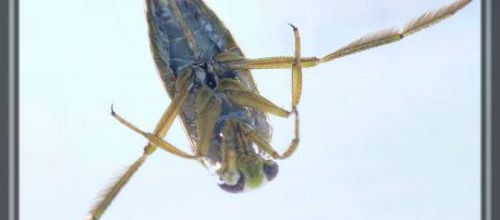 Notonecta sp