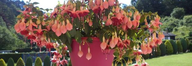 Le fuchsia de Maggy