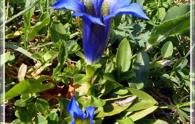 Gentiane acaule ou de Koch (Gentiana acaulis) - Artiga de Lin - Es Bordes - Val d'Aran - Espagne