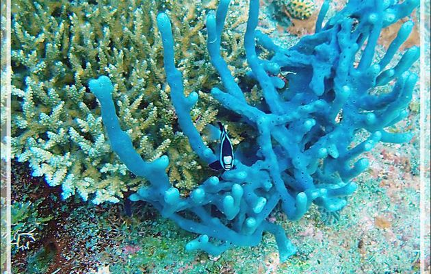Éponge corde ramifiée, Wall sponge (Callyspongia (Euplacella) aff biru) - Spot Sugar Man - Tsarabanjina - Mitsio - Madagascar