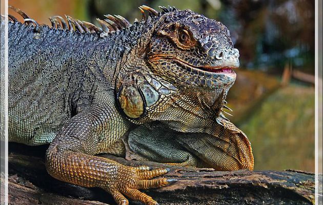 Superbe Iguane - Parque das Aves - Foz do Iguaçu - Brésil
