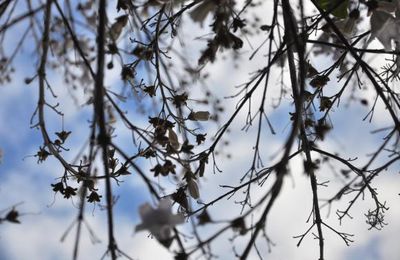 PRINTEMPS VERTICAL 