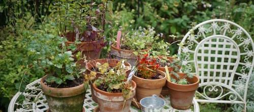 Petit jardin en pot
