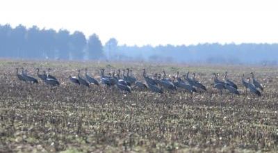 GRUES CENDRÉES D'ARJUZANX - LANDES  (Hiver 2019/2020)