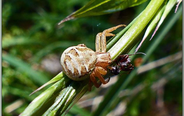Araignée thomise Xysticus et sa proie : une malheureuse fourmi - Aspet - 31