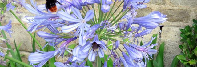 des fleurs et ...