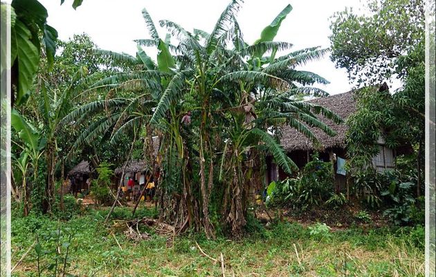 Promenade dans la forêt de Nosy Sakatia : Grande habitation traditionnelle (peut-être communautaire) - Madagascar
