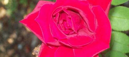 LES ROSES DE NICOLE ...