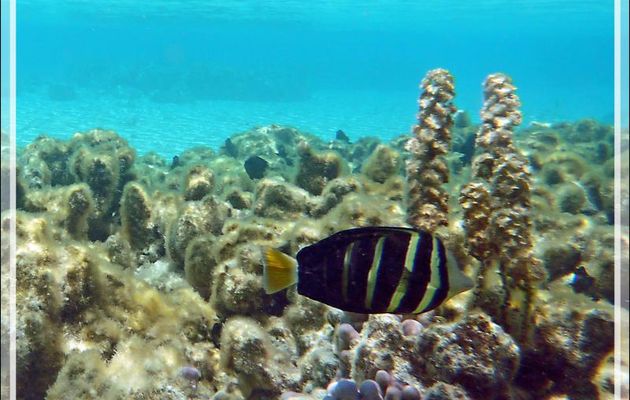 Chirurgien voilier, Sailfin tang (Zebrasoma velifer) nageoires repliées - Pension Kuriri - Maupiti - Polynésie française