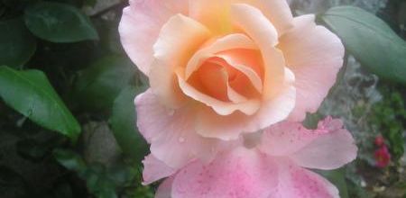 Citation les roses