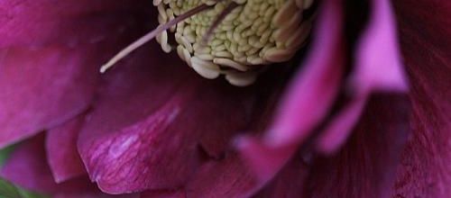Le jardin s'éveille