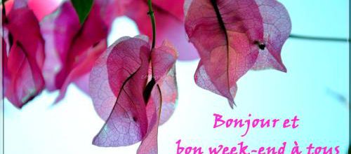 Bougainvillées