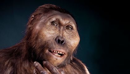 Connaissez vous le Paranthropus boisei ?