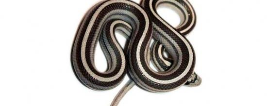 Anerythristic A stripe tessera