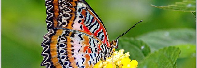 Cethosia Biblis (1)