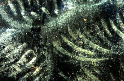 Fractale de verre