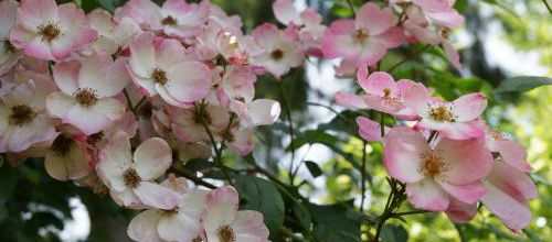 Un jour, une rose : 'Rush'
