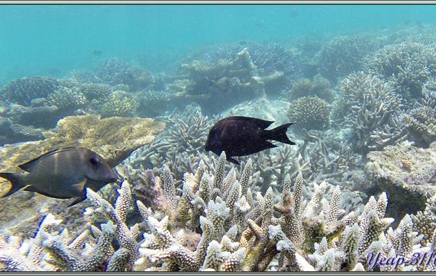 Poisson-chirurgien strié ou maïto (Ctenochaetus striatus) - Athuruga - Atoll d'Ari - Maldives