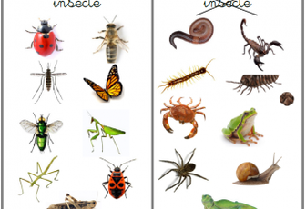 Insecte ou pas insecte