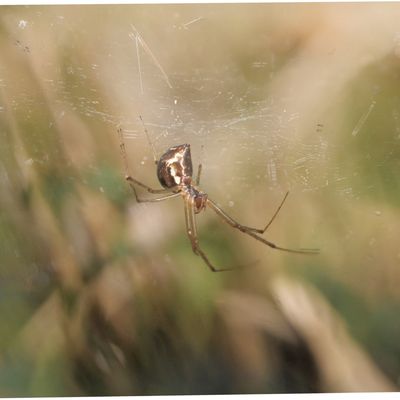 Les araignées (3) Des araignées dans le jardin