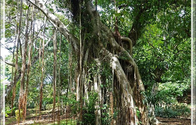Antanambe (ou Antanabe) : ficus - Nosy Sakatia - Madagascar