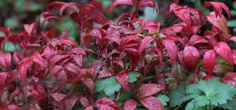 Plantations de novembre
