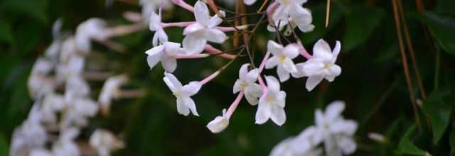  Jasmin 