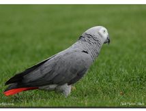 Perroquet jaco ou gris du Gabon (Psittacus erithacus)