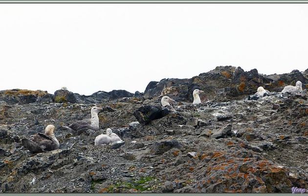 Photos de la falaise aux Pétrels géants - Hannah Point - Livingston Island - South Shetland Islands - Péninsule Antarctique
