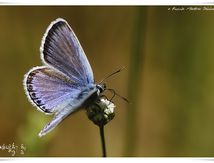 Moyen argus - Plebejus argus - Lycaebidae