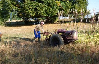 Dernière cueillette et nettoyage...