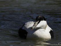Eider à duvet