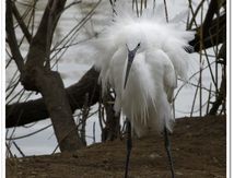 Aigrette garzette - Egretta garzetta - Pélécaniformes