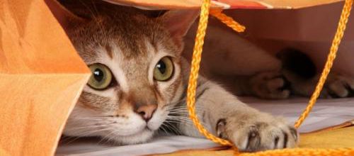 Astuces pour apprendre des tours à son chat