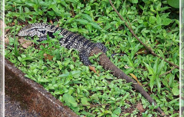 Gros lézards (appelés faussement Varans) Téjus ou Tégus communs (Tupinambis teguixin) - Passerelles de visite des chutes - Foz do Iguaçu - Brésil