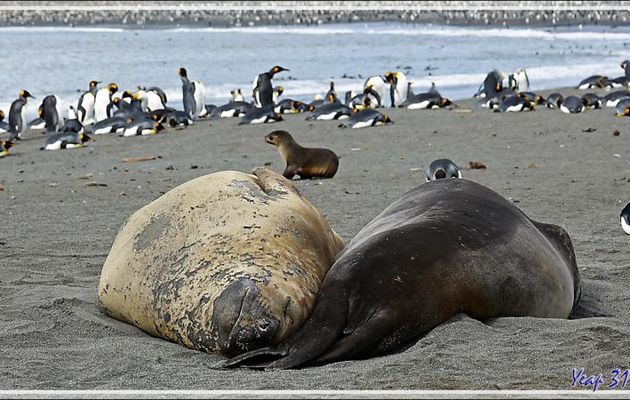 Éléphant de mer du sud (Mirounga leonina) - Saint Andrews Bay - Géorgie du Sud