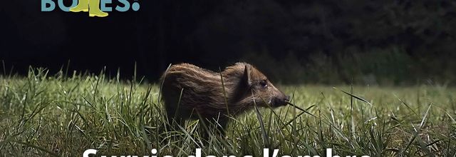 Nuit sauvage : la vie cachée de notre faune