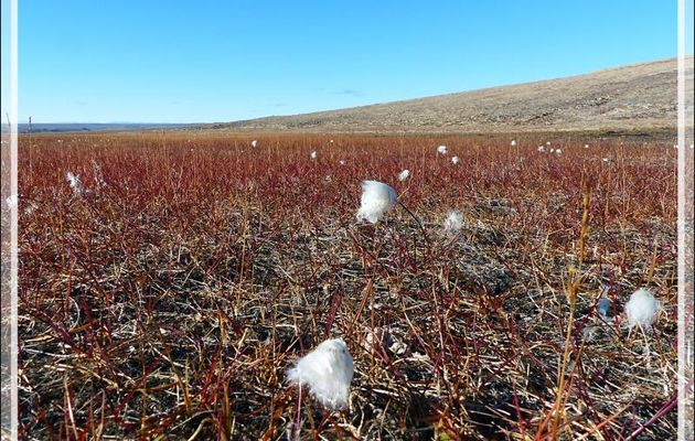 Linaigrette à feuilles étroites, Tall cotton-grass, Tall arctic cotton (Eriophorum angustifolium) - Jesse Harbour - Banks Island - Territoires du Nord-ouest - Canada