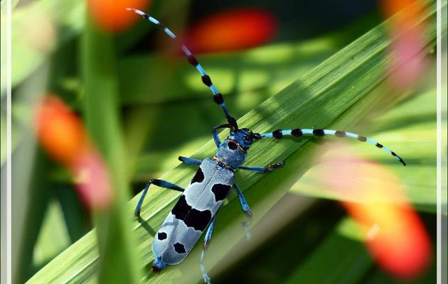 Un superbe longicorne (capricorne) : la Rosalie alpine ou des Alpes femelle (Rosalia alpina) - Lartigau - Milhas - 31
