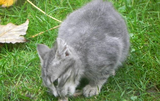 un petit minou dans le jardin