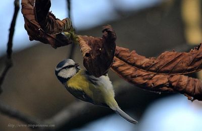 Lac des Minimes : Petite mésange bleue
