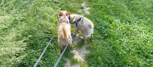 Trop heureux Tobby