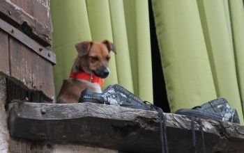 Le chien a reniflé une grotte