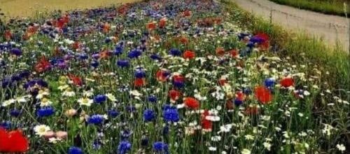 A ma petite fleur sauvage